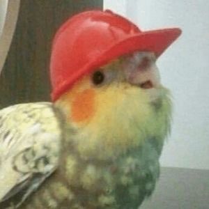 Meet your Posher, Sharky